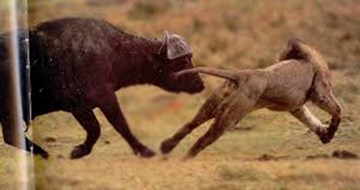 Xem sư tử đực tháo chạy trước trâu rừng