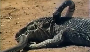 Xem thằn lằn 'khủng' xé xác hổ mang chúa