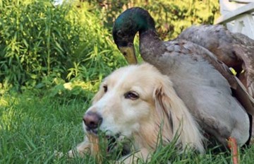 Kỳ lạ cảnh vịt đòi 