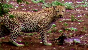 Linh dương mẹ bỏ rơi con sơ sinh chạy thoát thân