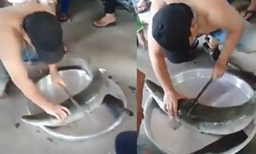 Đặc sản cá 'tôn ngộ không' cưa bằng dao không đứt