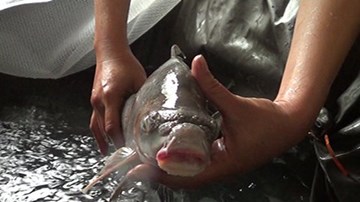 Cá Anh Vũ hàng chục triệu được chọn làm quà biếu Tết