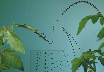 Tại sao cây trồng tăng dịch bệnh sau mưa?