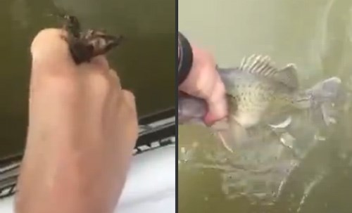 Xem người đàn ông câu cá bằng ngón chân