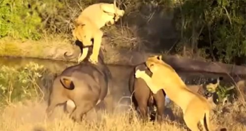 Trâu rừng húc tung sư tử giải cứu đồng loại