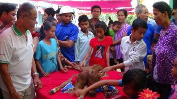 Hàng trăm người kéo nhau đi xem bê hai đầu