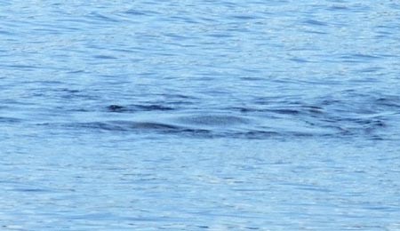 Xuất hiện bằng chứng mới về quái vật hồ Loch Ness
