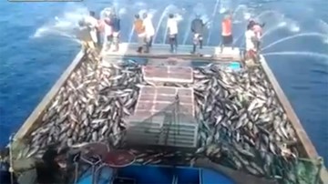 Cách câu cá đại dương độc đáo