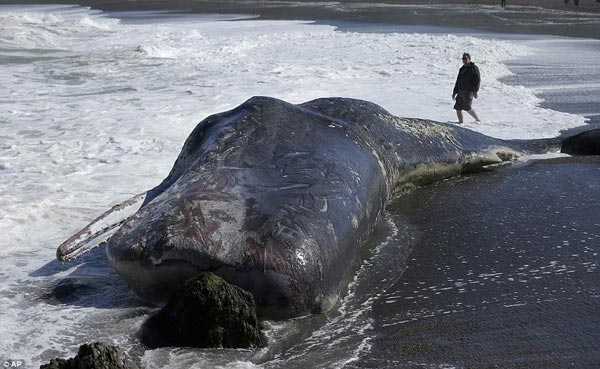 Cá nhà táng khổng lồ trôi dạt vào bờ biển Mỹ