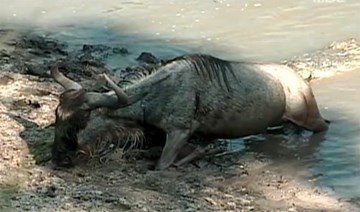 Linh dương vùng vẫy chịu gãy chân thoát hàm cá sấu