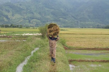 Gánh nợ 'vay cặp sừng, trả con bò