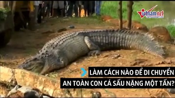 Giải cứu thành công cá sấu khổng lồ nặng cả tấn ở Sri Lanka