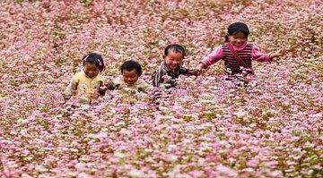 Tây Bắc: điểm hẹn của các loài hoa