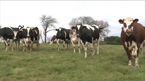 Con bò là tác nhân hàng đầu gây biến đối khí hậu Trái đất