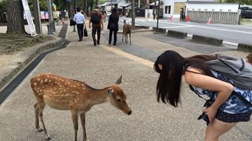 Những chú nai lễ phép cúi chào khi được tặng thức ăn