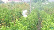 Hưng Yên: "Đánh bom" thuốc sâu tại vườn cam quýt vụ Tết