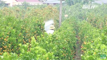 Hưng Yên: 