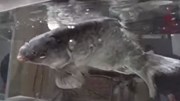 Cá chép đóng băng sống lại khi cho vào nước