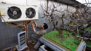 Dùng điều hòa ủ đào quý chờ bung nở đúng Tết