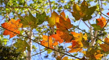 Giới trẻ miền Bắc nô nức đi ngắm rừng phong lá đỏ