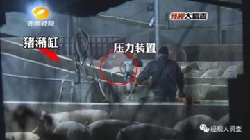 Người chăn nuôi Trung Quốc bơm bùn vào lợn để tăng cân