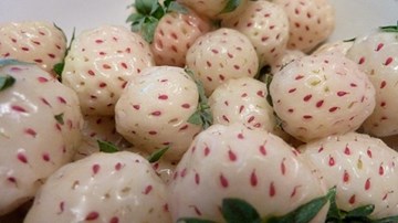 Dâu tây Bạch Tuyết giá 'cắt cổ' 1,6 triệu đồng/kg vẫn hút khách dịp Tết