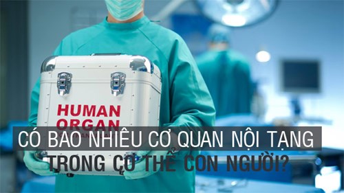 Phát hiện nội tạng mới trong cơ thể con người