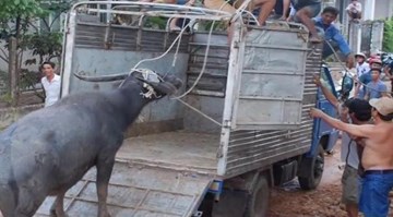 Trâu điên nổi loạn, húc 6 người đa chấn thương nhập viện