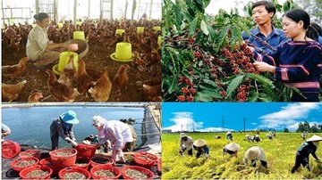 Nông nghiệp Việt Nam: ‘Bệ đỡ’ kinh tế 30 năm đổi mới
