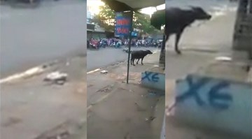 Trâu điên húc đổ xe máy, rượt người náo loạn đường phố Biên Hòa
