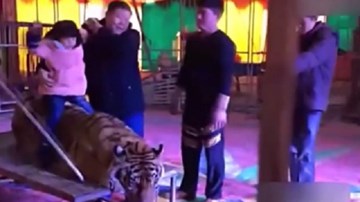 Xem cảnh trói hổ để cưỡi và chụp ảnh mua vui