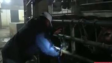 Bắt quả tang cơ sở bơm nước giếng vào bò trước khi giết mổ