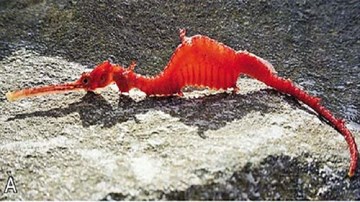 Lần đầu tiên ghi hình cá rồng biển màu hồng ngọc bí ẩn