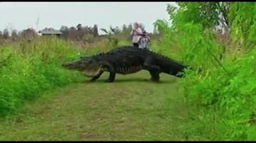 Mỹ: Cá sấu to như khủng long lừ lừ đi qua mặt du khách