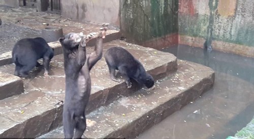 Nghẹn lòng nhìn những chú gấu chó chết đói, cầu xin thức ăn từ du khách