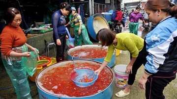 Chợ cá lớn nhất Hà Nội nhộn nhịp đón Tết ông Công, ông Táo