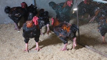 'Kho báu' gà Đông Tảo tiền tỉ của lão nông Hà Tĩnh