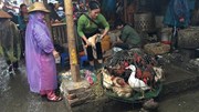 Tại sao trước Tết Đinh Dậu cấm bán, giết mổ gà, vịt sống?