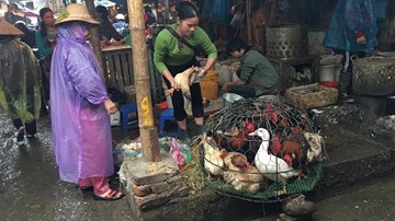 Tại sao trước Tết Đinh Dậu cấm bán, giết mổ gà, vịt sống?