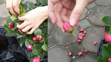 Dân mạng ồ ạt cảm thông em gái mua hoa Tết