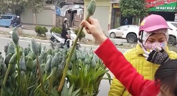 Lật tẩy chiêu bán cây cảnh dỏm tại Hà Nội