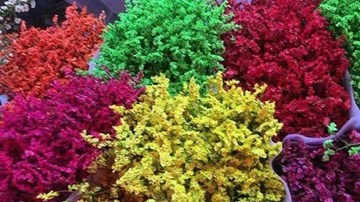 Cẩn trọng với hoa sao khô tẩm hóa chất công nghiệp