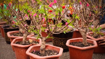 Đào Trung Quốc đội lốt đào Thất Thốn?
