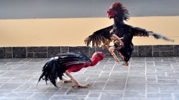 Chọi gà - thú vui mỗi độ Tết đến xuân về