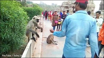 Ấn Độ: Cho ăn rồi tát cú trời giáng vào giữa mặt khỉ