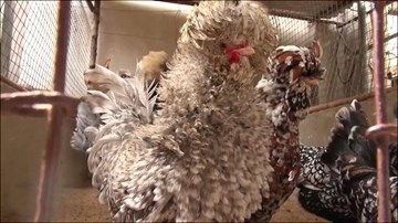 Trang trại gà cực độc, cực lạ, cực đắt, vài chục triệu đồng/cặp