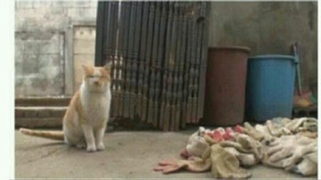 Đây là cách chú mèo trả ơn người phụ nữ đã cưu mang mình trong nhiều năm