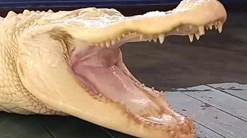 “Cá sấu ma” da trắng, mắt hồng cực quý hiếm ở Mỹ