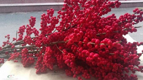 Mai vàng, đào đông 