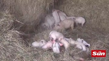 Cháy nông trại, lính cứu hỏa liều mình cứu 200 con lợn